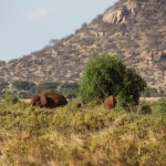 Samburu N.P. Afrikaanse Olifant (Loxodonta Africana) (0131)