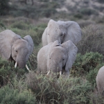 Samburu N.P. Afrikaanse Olifant (Loxodonta Africana) (0222)