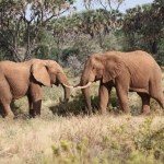 Samburu N.P. Afrikaanse Olifant (Loxodonta Africana) (0450)