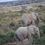 Samburu N.P. Afrikaanse Olifant (Loxodonta Africana) (0225)