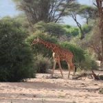 Samburu N.P. Somalische Giraffe (Giraffa Camelopardalis Reticulata) (0126)