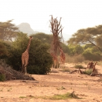 Samburu N.P. Somalische Giraffe (Giraffa Camelopardalis Reticulata) (0137)