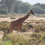 Samburu N.P. Somalische Giraffe (Giraffa Camelopardalis Reticulata) (0476)