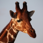 Samburu N.P. Somalische Giraffe (Giraffa Camelopardalis Reticulata) (0487)