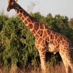 Samburu N.P. Somalische Giraffe (Giraffa Camelopardalis Reticulata) (0496)