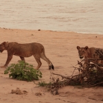 Samburu N.P. Leeuw ( Panthera Leo) (0166)