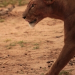 Samburu N.P. Leeuw ( Panthera Leo) (01760