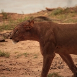 Samburu N.P. Leeuw ( Panthera Leo) (0177)