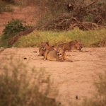 Samburu N.P. Leeuw ( Panthera Leo) (0188)