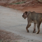 Samburu N.P. Leeuw ( Panthera Leo) (0197)