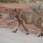 Samburu N.P. Leeuw ( Panthera Leo) (0199)