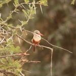 Samburu N.P. Grijskop IJsvogel (Halcyon Leucocephala) (0178)