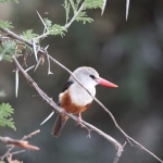 Samburu N.P. Grijskop IJsvogel (Halcyon Leucocephala) (0181)