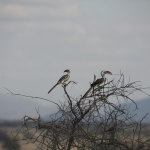 Samburu N.P. Roodsnaveltok (Tockus Erythrorhynchus) (0417)