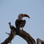 Samburu N.P. Roodsnaveltok (Tockus Erythrorhynchus) (0443)