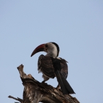 Samburu N.P. Roodsnaveltok (Tockus Erythrorhynchus) (0445)