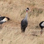 Samburu N.P. Grijze Kroonkraanvogel (Balearica Regulorum) (0260)