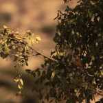 Samburu N.P. Gele Kwikstaart (Motacilla Flava) (0279)