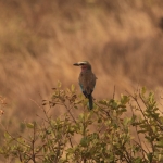 Samburu N.P. Vorkstaartscharrelaar (Coracias Caudatus) (0434)