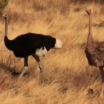 Samburu N.P. Somalische Struisvogel (Struthio Molybdophanes) (0287)