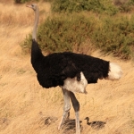 Samburu N.P. Somalische Struisvogel (Struthio Molybdophanes) (0291)