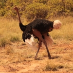 Samburu N.P. Somalische Struisvogel (Struthio Molybdophanes) (0341)