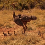 Samburu N.P. Somalische Struisvogel (Struthio Molybdophanes) (0342)