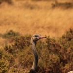 Samburu N.P. Somalische Struisvogel (Struthio Molybdophanes) (0346)