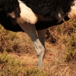 Samburu N.P. Somalische Struisvogel (Struthio Molybdophanes) (0348)