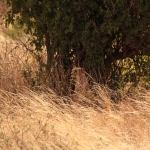 Samburu N.P. Jachtluipaard (Acinonyx Jubatus) (0336)