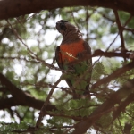 Samburu N.P. Roodbuikpapegaai (Poicephalus Rufiventris) (0400)