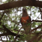 Samburu N.P. Roodbuikpapegaai (Poicephalus Rufiventris) (0401)