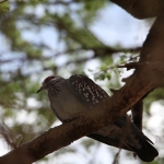 Samburu N.P. Gespikkelde Duif (Columba Guinea) (0383)