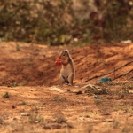 Samburu N.P. Ongestreepte Grondeekhoorn (Xerus Rutilus) (0407)