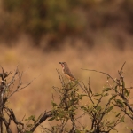 Samburu N.P. Roodbuikklauwier (Rhodophoneus Cruentus) (0425)