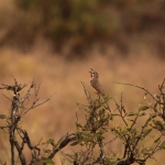 Samburu N.P. Roodbuikklauwier (Rhodophoneus Cruentus) (0429)