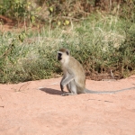 Samburu N.P. Groene Meerkat (Cercopithecus Aethiops) (0446)