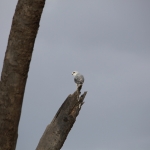 Samburu N.P. Grijze Wouw (Elanus Caeruleus) (0462)