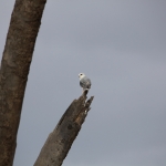 Samburu N.P. Grijze Wouw (Elanus Caeruleus) (0463)