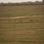 Lake Nakuru N.P. (0554)