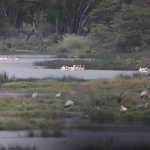 Lake Nakuru N.P. (0616)