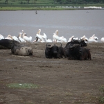 Lake Nakuru N.P. (0634)