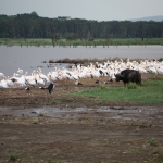 Lake Nakuru N.P. (0641)