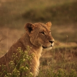 Lake Nakuru N.P. Leeuw ( Panthera Leo) (0560)