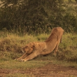 Lake Nakuru N.P. Leeuw ( Panthera Leo) (0562)