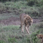 Lake Nakuru N.P. Leeuw ( Panthera Leo) (0564)