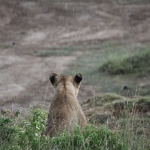 Lake Nakuru N.P. Leeuw ( Panthera Leo) (0565)