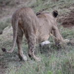 Lake Nakuru N.P. Leeuw ( Panthera Leo) (0569)