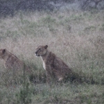 Lake Nakuru N.P. Leeuw ( Panthera Leo) (0571)