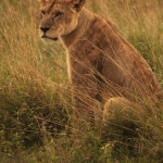 Lake Nakuru N.P. Leeuw ( Panthera Leo) (0574)